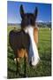 USA, California, Sierra Nevada Mountains. Curious horse in Bridgeport Valley.-Jaynes Gallery-Mounted Premium Photographic Print