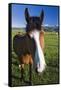USA, California, Sierra Nevada Mountains. Curious horse in Bridgeport Valley.-Jaynes Gallery-Framed Stretched Canvas