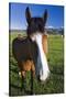 USA, California, Sierra Nevada Mountains. Curious horse in Bridgeport Valley.-Jaynes Gallery-Stretched Canvas