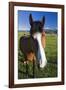 USA, California, Sierra Nevada Mountains. Curious horse in Bridgeport Valley.-Jaynes Gallery-Framed Photographic Print