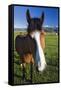 USA, California, Sierra Nevada Mountains. Curious horse in Bridgeport Valley.-Jaynes Gallery-Framed Stretched Canvas