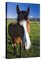 USA, California, Sierra Nevada Mountains. Curious horse in Bridgeport Valley.-Jaynes Gallery-Stretched Canvas