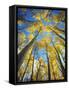USA, California, Sierra Nevada Mountains. Fall Colors of Aspen Trees-Jaynes Gallery-Framed Stretched Canvas