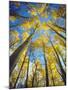 USA, California, Sierra Nevada Mountains. Fall Colors of Aspen Trees-Jaynes Gallery-Mounted Photographic Print