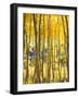 USA, California, Sierra Nevada Mountains, Fall Colors of Aspen Trees-Jaynes Gallery-Framed Photographic Print