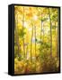 USA, California, Sierra Nevada Mountains, Fall Colors of Aspen Trees-Jaynes Gallery-Framed Stretched Canvas