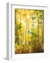 USA, California, Sierra Nevada Mountains, Fall Colors of Aspen Trees-Jaynes Gallery-Framed Photographic Print