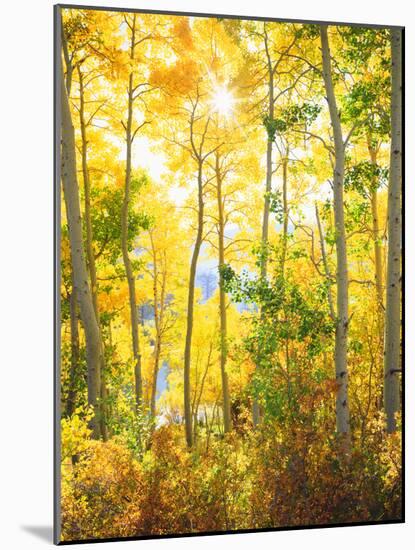 USA, California, Sierra Nevada Mountains, Fall Colors of Aspen Trees-Jaynes Gallery-Mounted Photographic Print