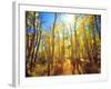 USA, California, Sierra Nevada Mountains, Fall Colors of Aspen Trees-Jaynes Gallery-Framed Photographic Print