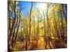 USA, California, Sierra Nevada Mountains, Fall Colors of Aspen Trees-Jaynes Gallery-Mounted Photographic Print