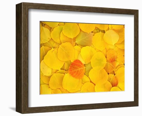 USA, California, Sierra Nevada Mountains. Fallen aspen leaves on forest floor.-Jaynes Gallery-Framed Photographic Print