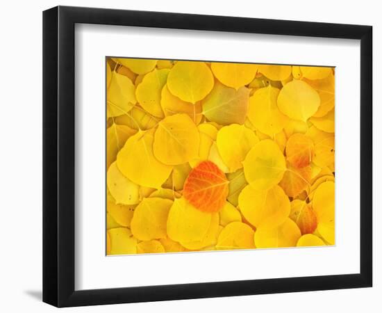 USA, California, Sierra Nevada Mountains. Fallen aspen leaves on forest floor.-Jaynes Gallery-Framed Photographic Print