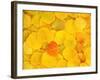 USA, California, Sierra Nevada Mountains. Fallen aspen leaves on forest floor.-Jaynes Gallery-Framed Photographic Print