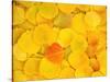 USA, California, Sierra Nevada Mountains. Fallen aspen leaves-Jaynes Gallery-Stretched Canvas