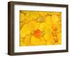 USA, California, Sierra Nevada Mountains. Fallen aspen leaves-Jaynes Gallery-Framed Photographic Print