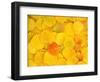 USA, California, Sierra Nevada Mountains. Fallen aspen leaves-Jaynes Gallery-Framed Photographic Print