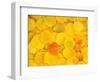 USA, California, Sierra Nevada Mountains. Fallen aspen leaves-Jaynes Gallery-Framed Photographic Print