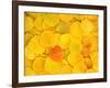 USA, California, Sierra Nevada Mountains. Fallen aspen leaves-Jaynes Gallery-Framed Photographic Print