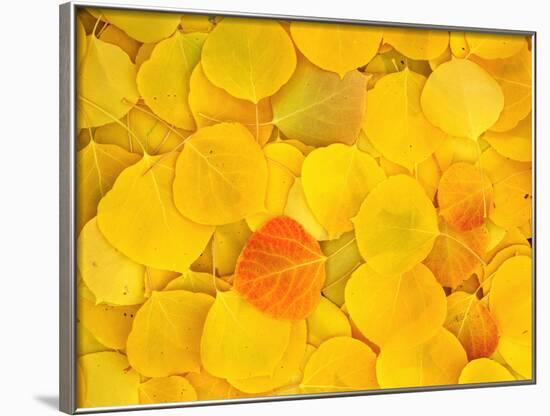 USA, California, Sierra Nevada Mountains. Fallen aspen leaves-Jaynes Gallery-Framed Photographic Print