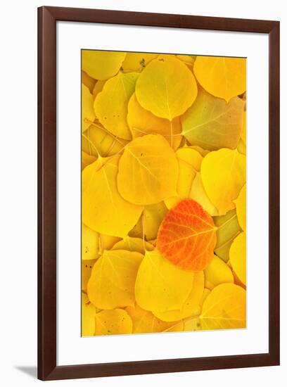 USA, California, Sierra Nevada Mountains. Fallen aspen leaves-Jaynes Gallery-Framed Premium Photographic Print