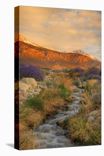 USA, California, Sierra Nevada Mountains. Inyo bush lupine flowers on hillside.-Jaynes Gallery-Stretched Canvas