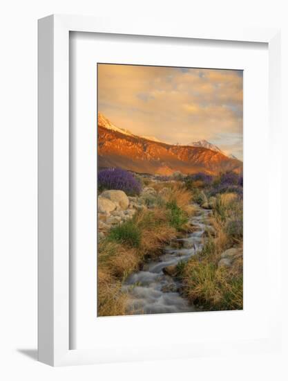 USA, California, Sierra Nevada Mountains. Inyo bush lupine flowers on hillside.-Jaynes Gallery-Framed Photographic Print