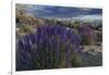 USA, California, Sierra Nevada Mountains. Landscape with Inyo bush lupine.-Jaynes Gallery-Framed Photographic Print