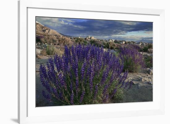 USA, California, Sierra Nevada Mountains. Landscape with Inyo bush lupine.-Jaynes Gallery-Framed Premium Photographic Print