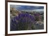 USA, California, Sierra Nevada Mountains. Landscape with Inyo bush lupine.-Jaynes Gallery-Framed Premium Photographic Print