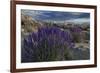 USA, California, Sierra Nevada Mountains. Landscape with Inyo bush lupine.-Jaynes Gallery-Framed Premium Photographic Print