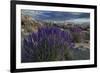 USA, California, Sierra Nevada Mountains. Landscape with Inyo bush lupine.-Jaynes Gallery-Framed Premium Photographic Print