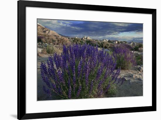 USA, California, Sierra Nevada Mountains. Landscape with Inyo bush lupine.-Jaynes Gallery-Framed Premium Photographic Print