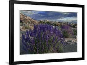 USA, California, Sierra Nevada Mountains. Landscape with Inyo bush lupine.-Jaynes Gallery-Framed Premium Photographic Print