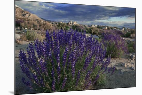 USA, California, Sierra Nevada Mountains. Landscape with Inyo bush lupine.-Jaynes Gallery-Mounted Premium Photographic Print
