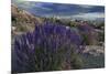 USA, California, Sierra Nevada Mountains. Landscape with Inyo bush lupine.-Jaynes Gallery-Mounted Premium Photographic Print