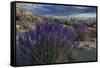 USA, California, Sierra Nevada Mountains. Landscape with Inyo bush lupine.-Jaynes Gallery-Framed Stretched Canvas