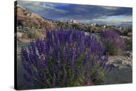 USA, California, Sierra Nevada Mountains. Landscape with Inyo bush lupine.-Jaynes Gallery-Stretched Canvas