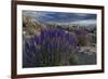 USA, California, Sierra Nevada Mountains. Landscape with Inyo bush lupine.-Jaynes Gallery-Framed Photographic Print