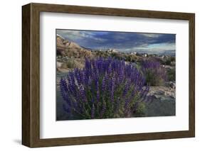 USA, California, Sierra Nevada Mountains. Landscape with Inyo bush lupine.-Jaynes Gallery-Framed Photographic Print