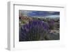 USA, California, Sierra Nevada Mountains. Landscape with Inyo bush lupine.-Jaynes Gallery-Framed Photographic Print