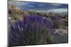 USA, California, Sierra Nevada Mountains. Landscape with Inyo bush lupine.-Jaynes Gallery-Mounted Photographic Print