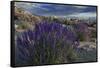 USA, California, Sierra Nevada Mountains. Landscape with Inyo bush lupine.-Jaynes Gallery-Framed Stretched Canvas
