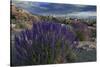 USA, California, Sierra Nevada Mountains. Landscape with Inyo bush lupine.-Jaynes Gallery-Stretched Canvas