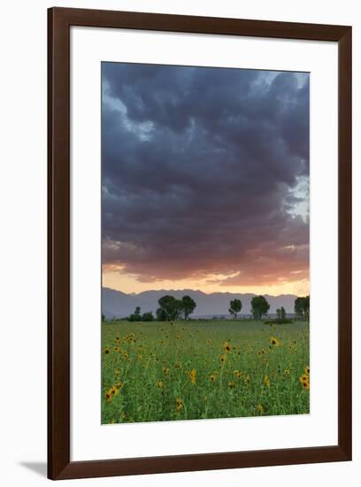 USA, California, Sierra Nevada Mountains. Sunflowers in Owens Valley at sunset.-Jaynes Gallery-Framed Premium Photographic Print