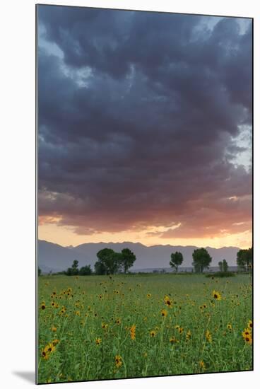 USA, California, Sierra Nevada Mountains. Sunflowers in Owens Valley at sunset.-Jaynes Gallery-Mounted Premium Photographic Print