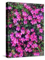 USA, California, Sierra Nevada Mountains. Wildflower in the Sierras-Jaynes Gallery-Stretched Canvas