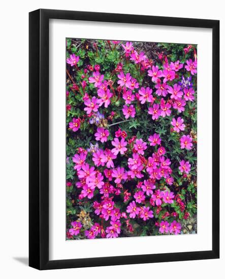 USA, California, Sierra Nevada Mountains. Wildflower in the Sierras-Jaynes Gallery-Framed Photographic Print