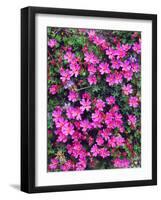 USA, California, Sierra Nevada Mountains. Wildflower in the Sierras-Jaynes Gallery-Framed Photographic Print