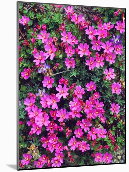 USA, California, Sierra Nevada Mountains. Wildflower in the Sierras-Jaynes Gallery-Mounted Photographic Print