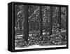 USA, California, Sierra Nevada Mountains. Winter Scenic in Forest-Dennis Flaherty-Framed Stretched Canvas